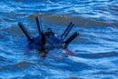 Російська морська міна наблизилася до берегів Румунії