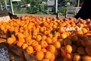 Дешевше за полуницю: огляд цін на ранні персики та абрикоси в Києві