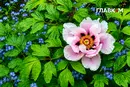 Україну накриють короткочасні дощі та грози: погода на 5 червня 2026 року