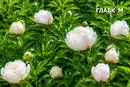 На Київщині та заході України дощитиме з грозами: погода на 6 червня 2026 року 