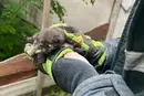 Рятувальники визволили кошеня з бетонної пастки у Кременчуці (фото)