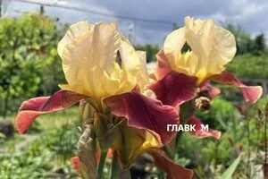 Очікується, що у другій декаді червня в Україну почнуть надходити західні та північно-західні повітряні маси, які принесуть мінливу погоду