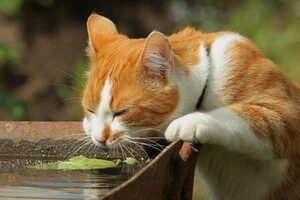 Свіжа вода цілодобово: забезпечте улюбленцю постійний доступ до прохолодної питної води, адже влітку організм тварини стрімко втрачає рідину
