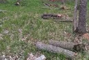 Справу про масштабну вирубку лісу на Київщині скеровано до суду: деталі
