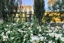 Дощі відступають, іде літнє тепло: як зміниться погода в Києві до 20 червня