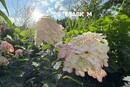 Змінюватимуть колір упродовж сезону: у центрі Києва з'явилася тисяча гортензій