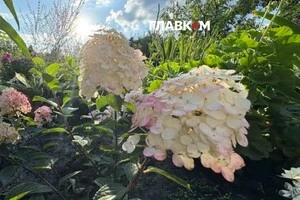Для озеленення комунальники використали мікс сортів гортензії, завдяки чому суцвіття змінюватимуть відтінки впродовж сезону