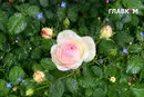 В Україні потепліє до 27°, зростає пожежна небезпека: погода на 19 червня 