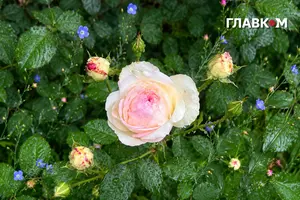 В Україні потеплішає до 27°, зростає пожежна небезпека: погода на 19 червня 2026