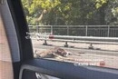 Лось зупинив рух транспорту на виїзді з Києва