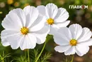 В Україні спека до 32°, на півдні грози з градом: погода на 24 червня 2026