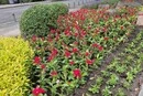 На Лук’янівці комунальники оновлюють сквер імені Івана Котляревського 