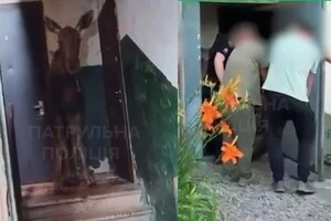 Тварину, яка заблукала у місті, безпечно повернули до лісу