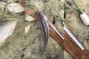 Науковець пояснив, як у Дунаї з’явилися осетри