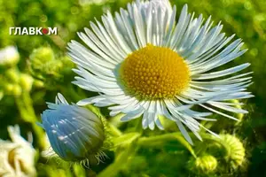 У Києві спека понад 30° триматиметься майже весь тиждень, а 3 липня температура різко опуститься до 23°
