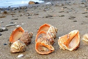 Рапана дісталася до Чорного моря з Тихого океану і за кілька десятиліть стала видом, якого видобували втричі більше, ніж риби