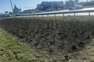 Висаджені за кошти «Київавтодору» рослини, які не прижилися та загинули