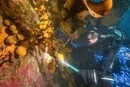 В Антарктиді дослідники знайшли на морську істоту, яка може допомогти у лікування раку шкіри