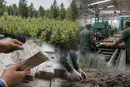 Чим далі в ліс – тим більше дров. Неймовірна схема розквітла у реформованих «Лісах України»