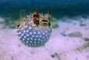 Через потепління Середземне море заполонила отруйна риба