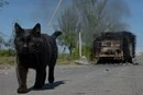 201 бій за добу: лінія фронту станом на 5 липня 2026
