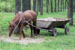 Росіяни купляють по сім-вісім коней на місяць