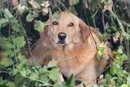 Атака РФ на Вишневе: пес дивом вижив після пожежі у будинку (відео)