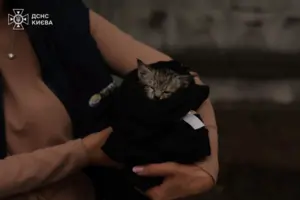 У Києві надзвичайники дістали з-під завалів крихітне кошеня