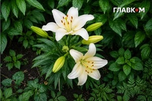 Україну накриють дощі та літня прохолода: погода на 9 липня 2026 року