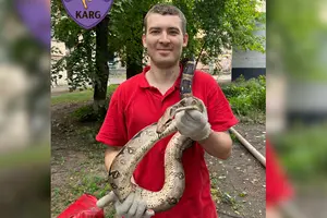 Домашній удав заліз на верхівку дерева