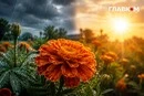 Спека до +31° та грози з градом у частині України: погода на 19 липня 2026 року 