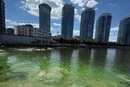 У Києві на Дніпровській набережній зацвіла вода: місцеві скаржаться на сморід (відео)