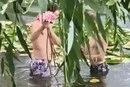 На озері Тельбін у Києві молодики вирвали водяні лілії та потрапили на відео