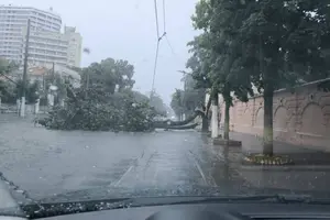 Через негоду впало дерево