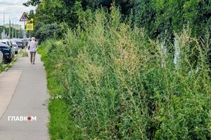 Бур'яни у Києві цього року вражають своїми розмірами