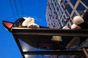 Кіт з реклами, який викликав суперечку у мережі
