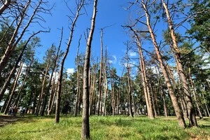 Знищені обстрілом дерева у столиці