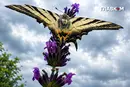 Дощі та грози повертаються в Україну: погода на 24 липня 2026 року
