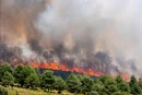 Масштабні пожежі в Іспанії: площа випалених лісів зросла сягнула 172 тисяч гектарів