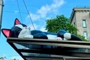 Коти на дахах зупинок у Києві: влада пояснила, звідки гроші на гігантські 3D-фігури