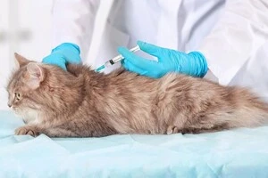 Ввласників тварин закликають своєчасно вакцинувати своїх улюбленців