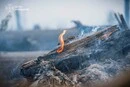 У Києві та області оголошено надзвичайну пожежну небезпеку