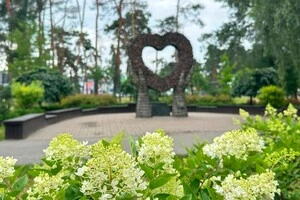 Гортензії тривалий час зберігають декоративність, добре вписуються в різні зелені композиції та мають чимало видів і сортів
