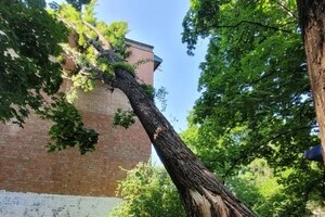 Рятувальники пиляють здамане дерево на вулиці Михайла Донця у Києві
