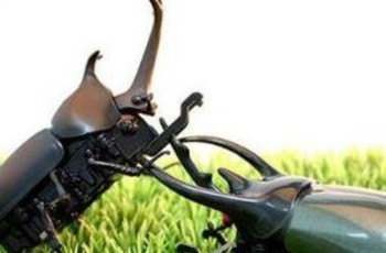 В Украине рождается новое поколение «грантоедов»