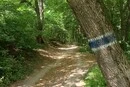 Промарковані екостежки у Голосіївському лісі: чому треба користуватися ними під час прогулянок