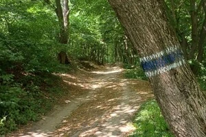 Кольорові позначки на деревах допомагають краще орієнтуватися у парку