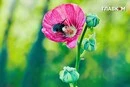 Спека на Київщині 2 серпня побила рекорд 2017 року