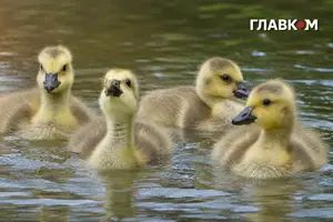 5 серпня антициклон не відпускає більшість регіонів України