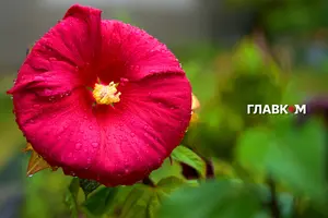 Прогноз погоди на 8 серпня